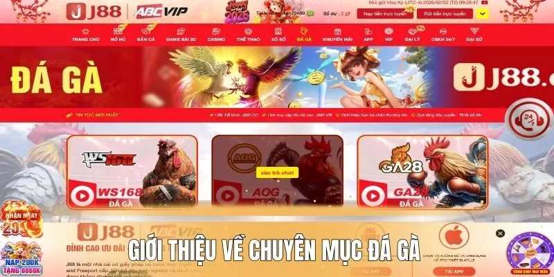 Giới thiệu về chuyên mục đá gà 